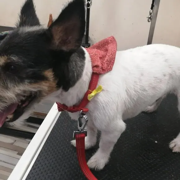 A dog groomed to a Short 1 length — a close, even coat all over