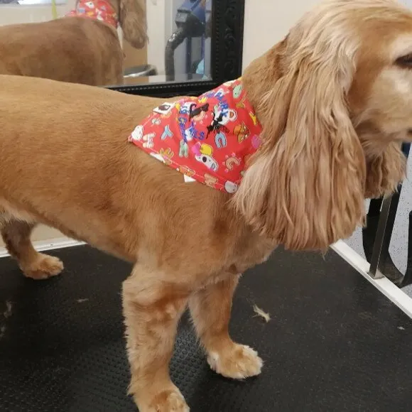A dog groomed to a Short 2 length — short all over with a little more coat left on
