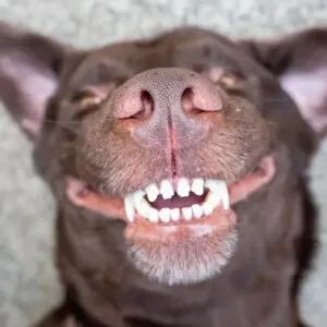 A dog having an intensive teeth cleaning treatment