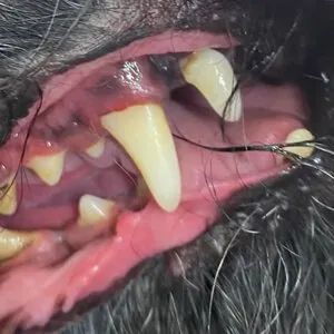 A dog's teeth being cleaned