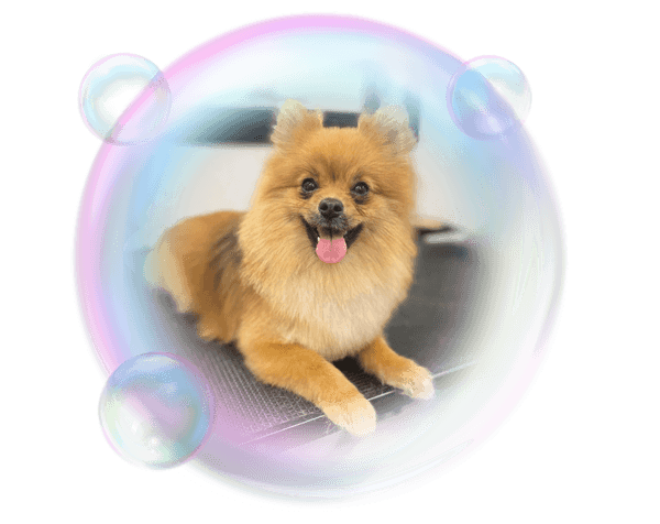 Dog in bubble groomed