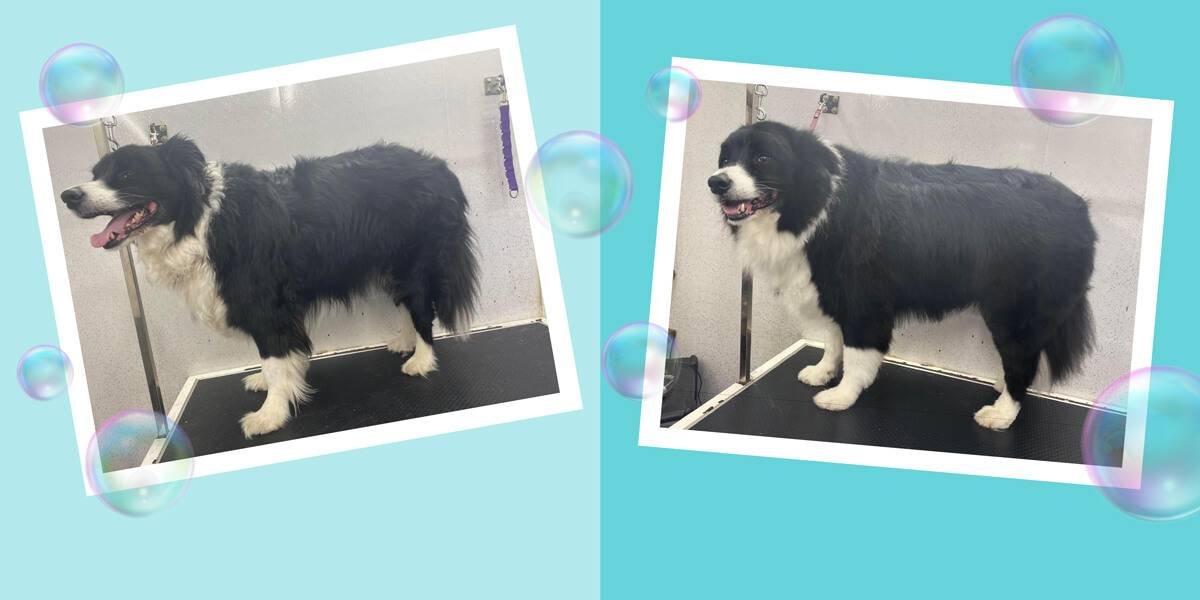 Before and after a groom