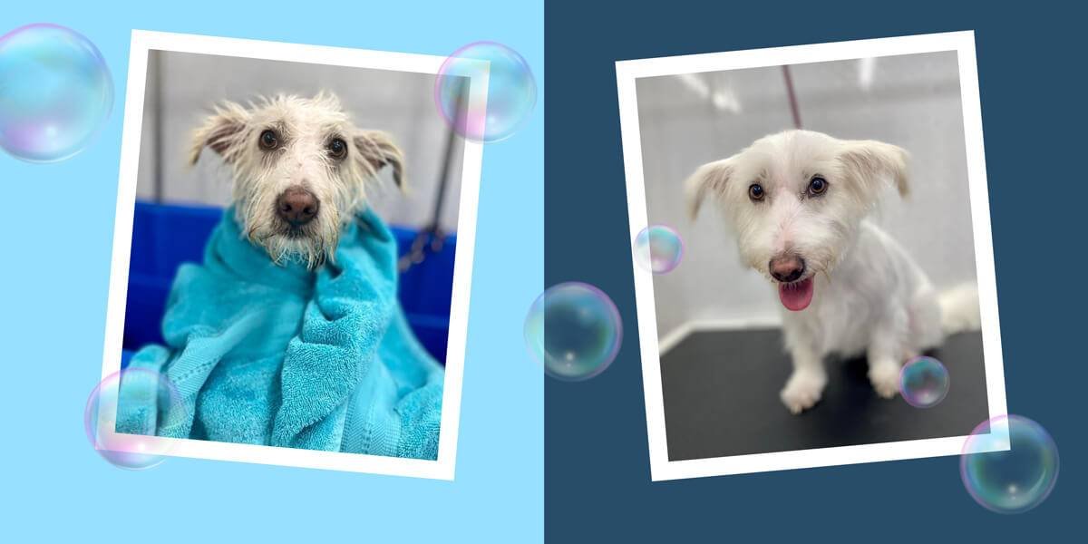 Before and after a groom